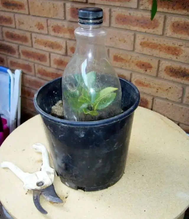 Черенкование — единственный метод получения потомства у камелий