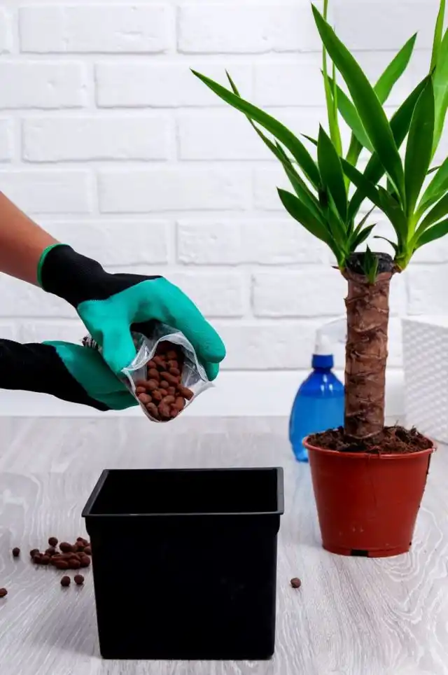 При пересадке юкки на дно емкостей обязательно закладывают высокий дренаж