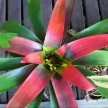 Гусмания кроваво-красная (Guzmania sanguinea)