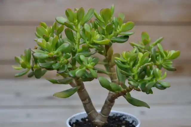 Толстянка овальная (Crassula ovata)