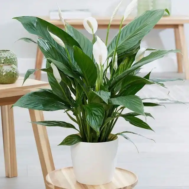 Спатифиллум (Spathiphyllum)