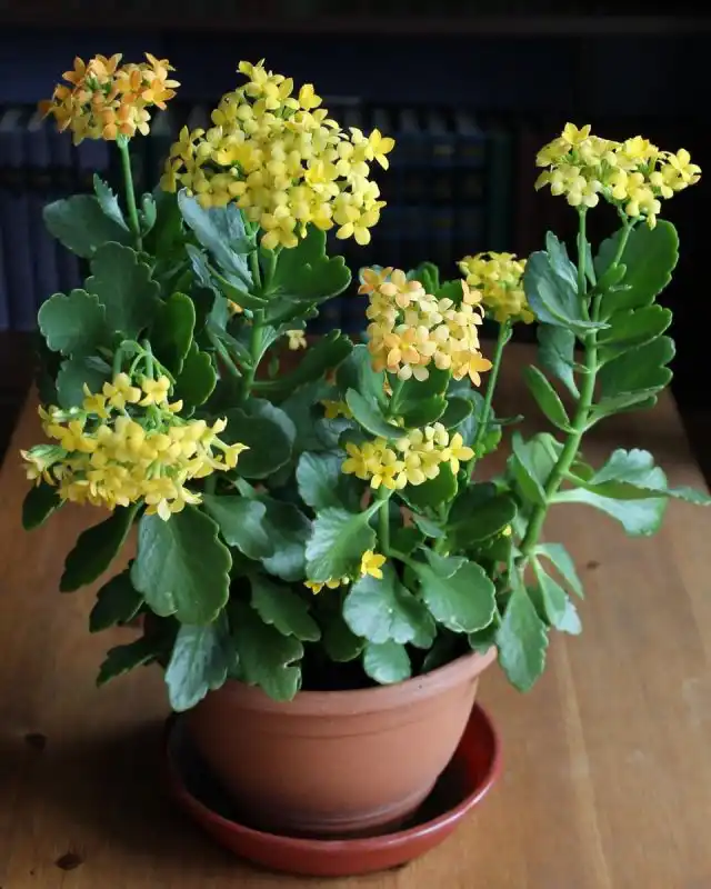 Каланхоэ Блоссфельда (Kalanchoe blossfeldiana)