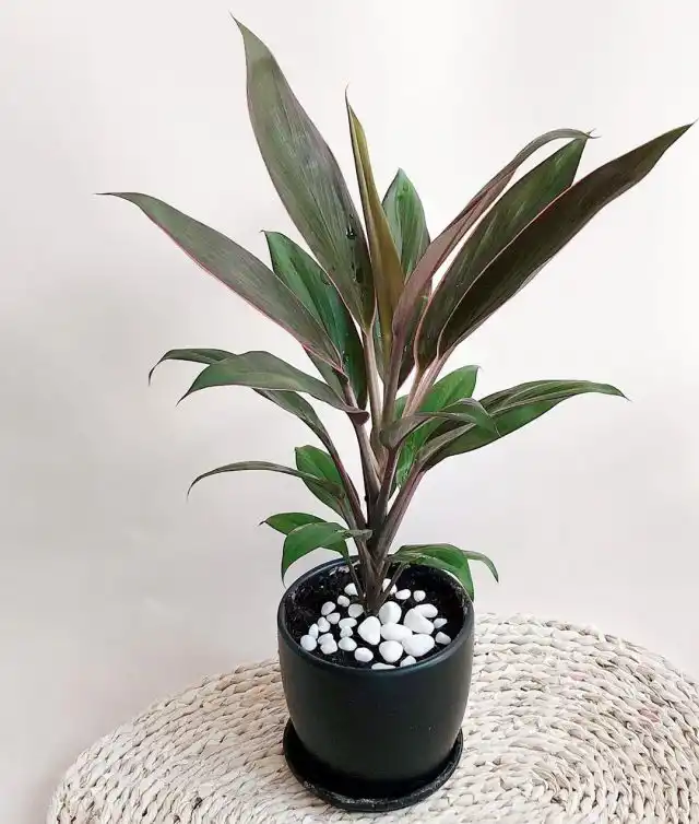 Кордилина (Cordyline)