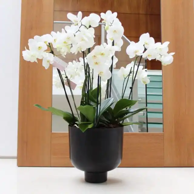 Фаленопсис (Phalaenopsis)