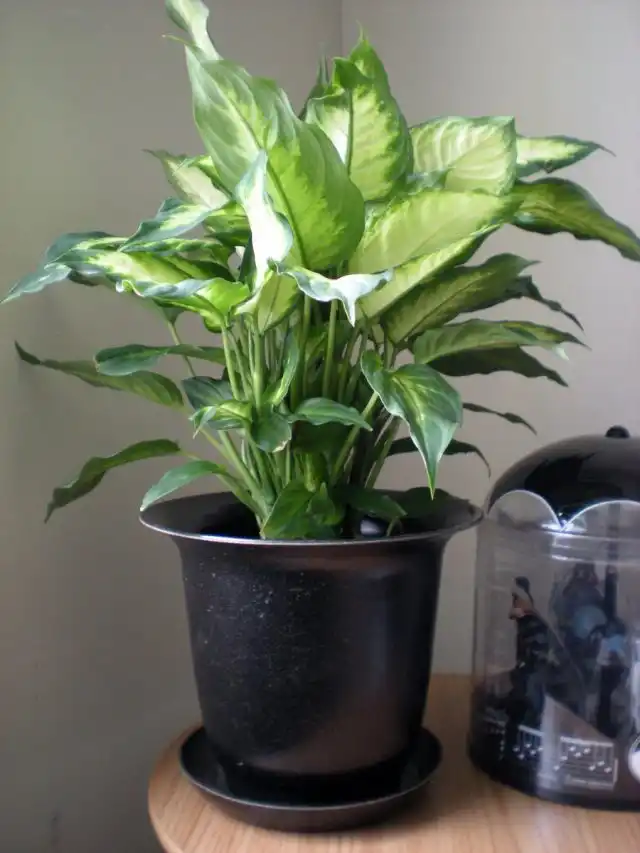 Диффенбахия (Dieffenbachia)