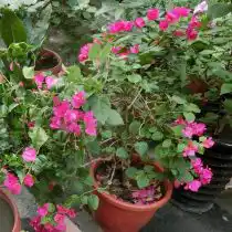 Бугенвиллея Бута (Bougainvillea x buttiana)