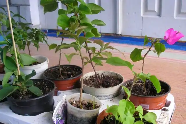 Бугенвиллею очень просто черенковать, используя молодые веточки, оставшиеся после обрезки