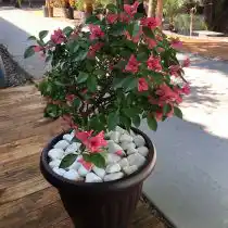 Бугенвиллея голая (Bougainvillea glabra)