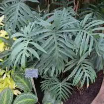 Филодендрон узкорассеченный (Philodendron angustisectum)