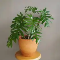 Филодендрон изящный (Philodendron elegans)