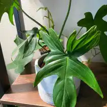 Филодендрон стоповидный (Philodendron pedatum)