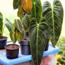 Филодендрон черно-золотистый (Philodendron melanochrysum)