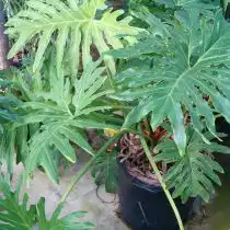 Филодендрон двоякоперистый (Philodendron bipinnatifidum)