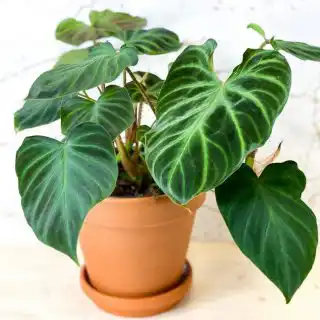 Филодендрон бородавчатый (Philodendron verrucosum)