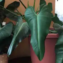 Филодендрон домашний (Philodendron domesticum)