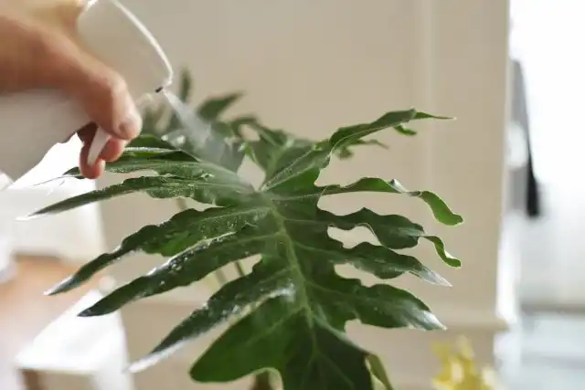 Филодендроны плохо выносят очень сухой воздух — летом опрыскиваний вполне достаточно, но зимой растения требуют большей стабильности