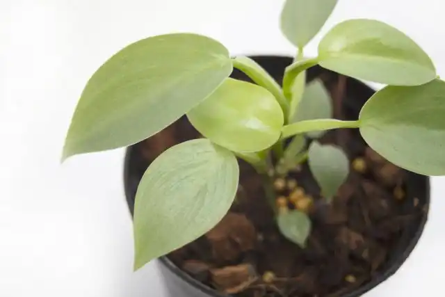 Укоренять можно и верхушечные, и стеблевые черенки филодендрона