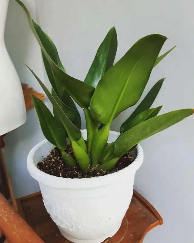 Филодендрон Мартиуса (Philodendron martianum)