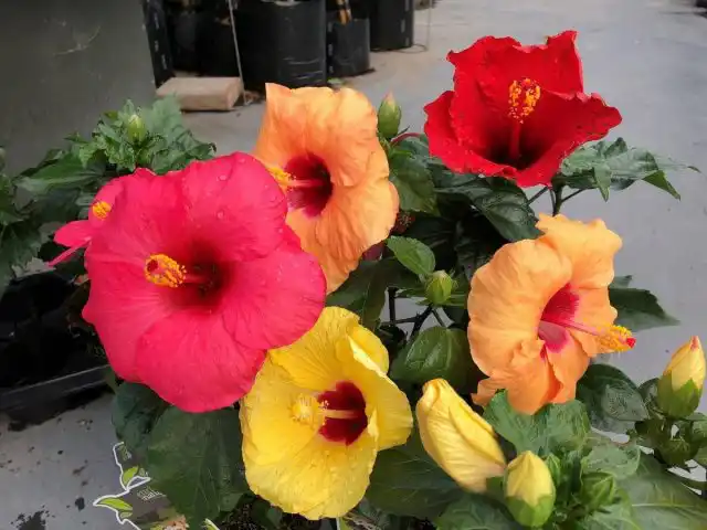 Гибискус, или Китайская роза (Hibiscus rosa-sinensis), сорт 'Longiflora'