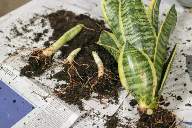 Разделение как метод размножения используют как для получения потомства, так и для омоложения взрослых растений с наименьшими усилиями и травмами