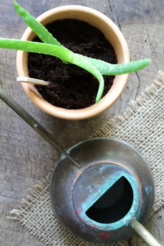 Несмотря на наличие собственных корней, деленкам нужно дать время на восстановление, заживление ран и адаптацию