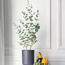 «Серебряный доллар», или Эвкалипт пепельный (Eucalyptus cinerea)
