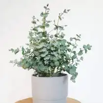 Эвкалипт Гунни (Eucalyptus gunnii)