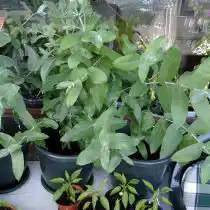 Эвкалипт шаровидный (Eucalyptus globulus)