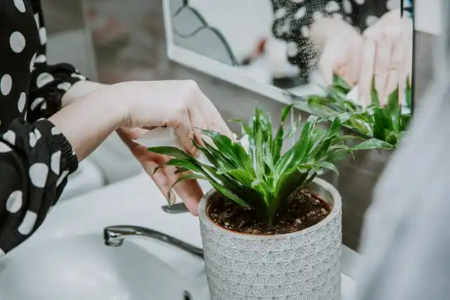 Драцены любят теплый душ, обмывание и протирание листьев