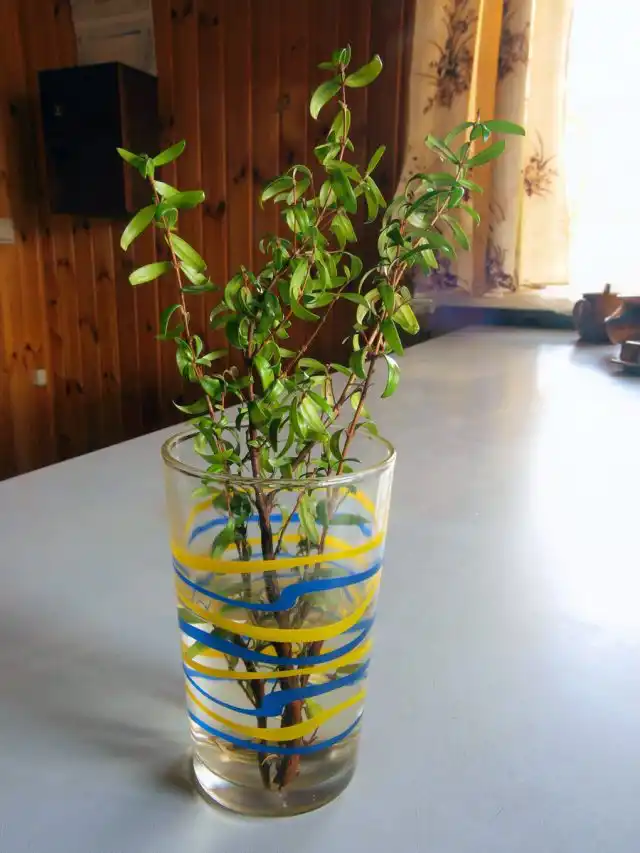 Самый популярный способ размножения мирта — черенкование