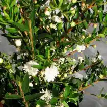 Мирт обыкновенный (Myrtus communis), сорт 'Flore Pleno'