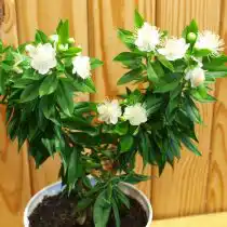 Мирт обыкновенный (Myrtus communis), сорт 'Boetica'