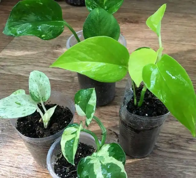 Быстрое и эффективное укоренение черенков позволяет легко размножать и возобновлять эпипремнумы