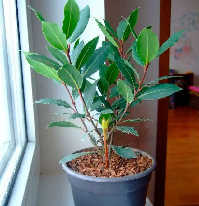 Лавр благородный (Laurus nobilis)