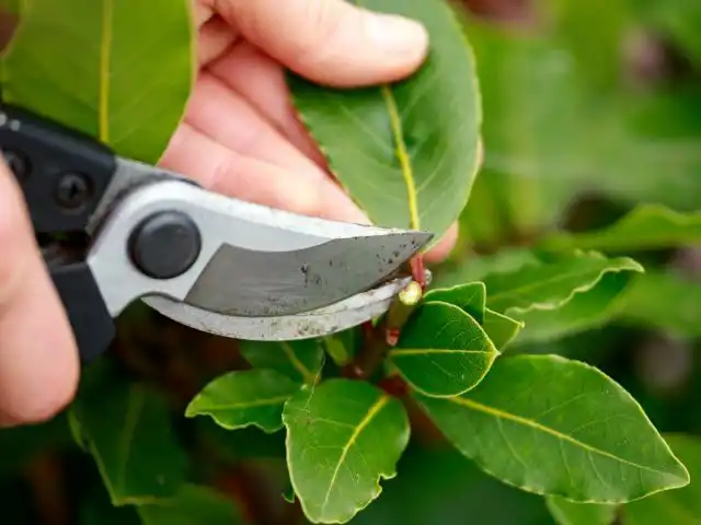 Комнатные лавры без обрезки вырастить очень сложно