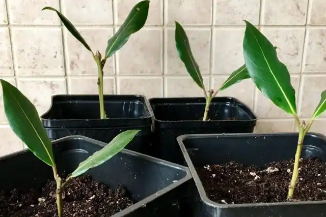 Размножение лавров — задача не самая простая