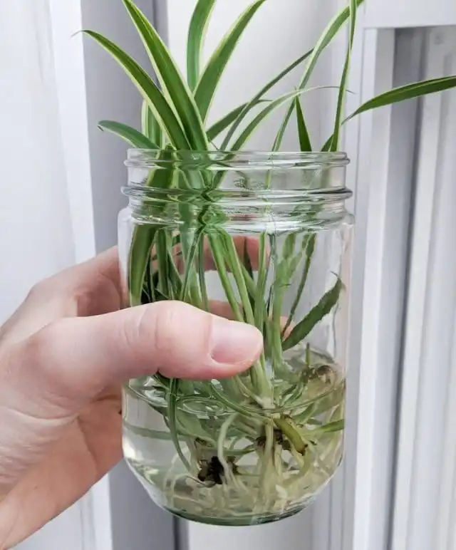 Для укоренения в воде лучше использовать прозрачные емкости, в которых можно наблюдать за состоянием черенков и процессом их укоренения