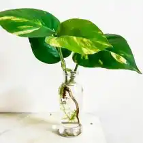 Эпипремнум размножают верхушечными черенками