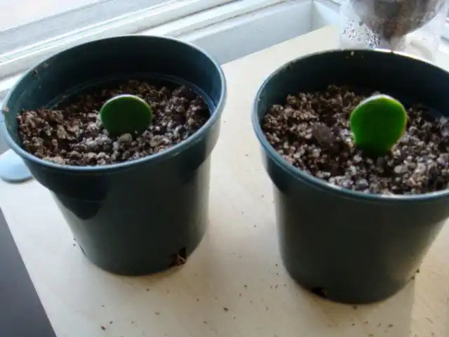 При классическом укоренении в почве черенки погружают срезом вниз, устанавливая вертикально или под легким наклоном