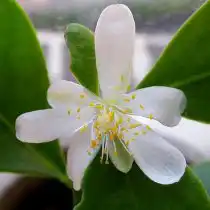 Переския Веббера (Pereskia weberiana)