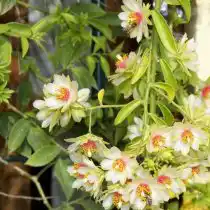 Переския шиповатая (Pereskia aculeata)