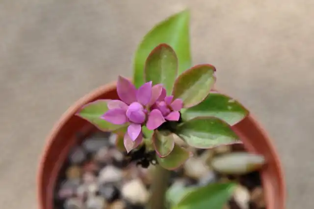 Молодые перескии можно пересаживать несколько раз в год