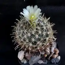 Анцистрокактус крупнокорневой (Ancistrocactus megarhizus)