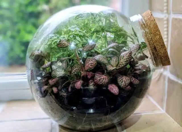 Одна из стратегий создания идеального микроклимата для фиттонии (Fittonia) — содержание в декоративных сосудах