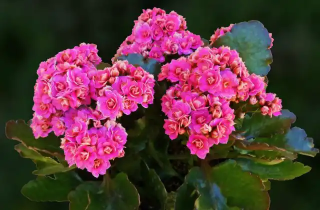 Каланхоэ (Kalanchoe)