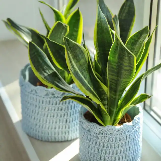 Сансевиерия (Sansevieria)