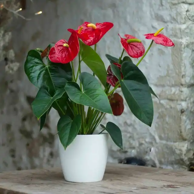 Антуриум (Anthurium)