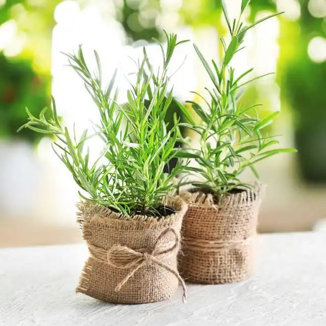 Розмарин (Salvia rosmarinus)