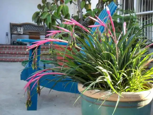 Размещение кустиков бильбергии летом в саду, на террасе или балконе — идеальный вариант для этого растения