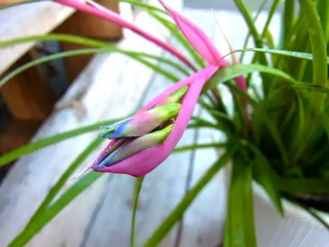 Красота тонких листьев бильбергии требует средней и постоянной влажности почвы